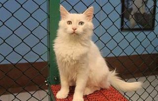 Van kedisi dünyanın en güzel kedileri arasında...