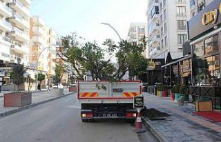 Van’da kuruyan ağaçların yerine yenileri dikildi