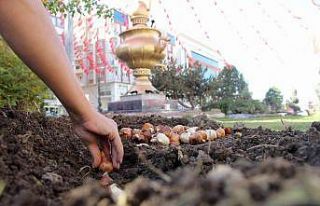 Van’da park ve caddelere 120 bin lale soğanı dikildi