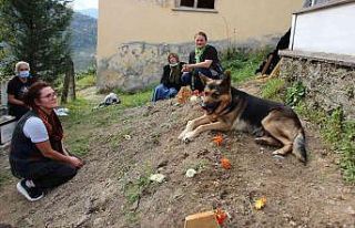 Vefalı köpek, ölen sahibinin mezarı başından...