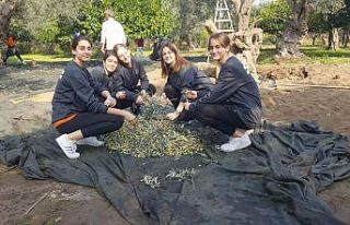 Voleybolcular, huzurevi sakinleri için zeytin topladı