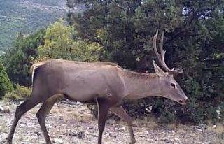 Yaban hayatın bir birinden ilginç görüntüleri...
