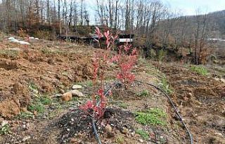 Yaban mersini Marmara Ovası’nın gözde bitkisi...