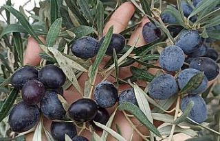 Yağışın az olması zeytin rekoltesini etkileyebilir