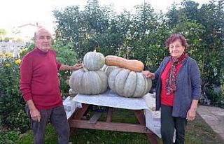 Yaklaşık 60 kilo ağırlığında bal kabağı yetiştirdi