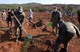 Yanan Demirciler orman alanında fidanlar toprakla...