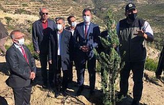 Yanan orman alanları fidanla buluştu