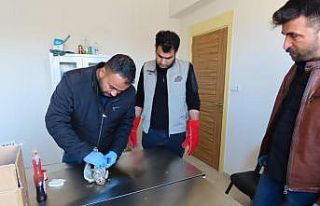 Yaralı atmacaya Mehmetçik şefkati