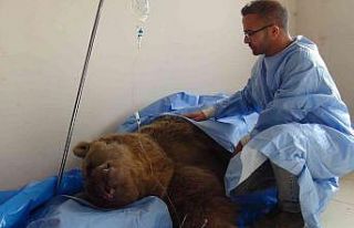 Yaralı ayıya ‘Lokman Hekim’ şefkati