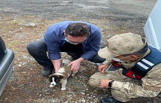 Yaralı halde bulunan yavru köpek tedavi altına...