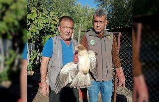 Yaralı kartal tedavi altına alındı