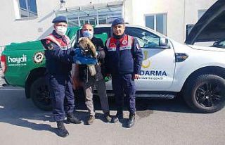 Yaralı kızıl şahin tedavi altına alındı