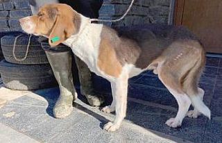 Yaralı köpeğe Büyükşehir şefkati