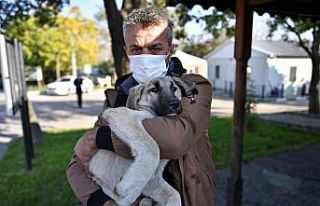 Yaralı köpeğe Osmangazi şefkati