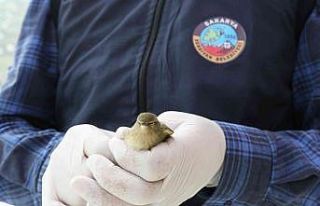 Yaralı kuşu belediyeye teslim etti