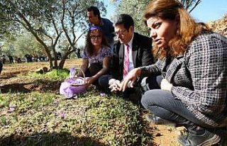 Yatağan’da ilk Safran hasadı