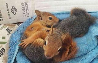 Yavru sincaplar emin ellerde