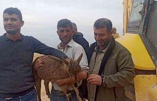 Yavru yaban keçisi tedaviye alındı