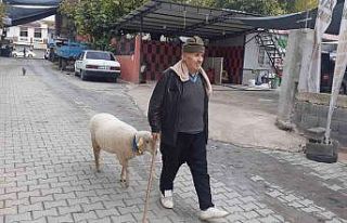 Yavruyken alıp beslediği koyun sahibinin peşini...