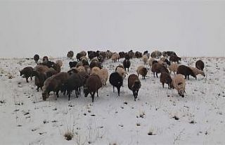 Yaylalardan indirilmeye başlanan koyun sürüsüne...