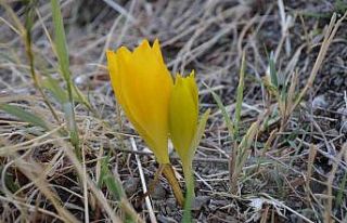 Yılın son nergisleri çiçek açtı