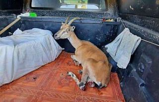 Yörük çobanın ormanda bulduğu yaralı yaban keçisi...