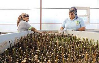 Yüreğir Belediyesi ihtiyacı olan fidan ve çiçekleri...