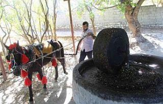 Yüzlerce yıllık gelenek ile zeytinyağı üretiyorlar