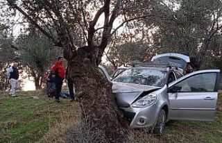 Zeytin ağacına çarparak durdu