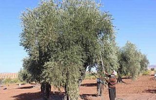 Zeytin hasadına yağmur engeli