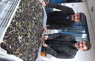 Zeytin hasadına yağmur molası