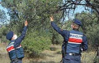 Zeytin hırsızlıklarına karşı tarlada 7/24 denetim