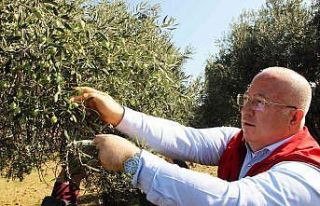 Zeytinyağları ihtiyaç sahiplerine dağıtılacak