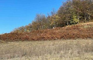 Zonguldak’taki vahşi cinayette yaşlı adamdan...