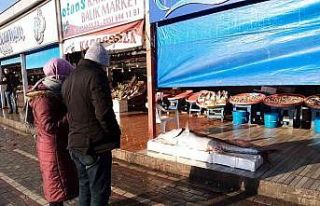 100 kiloluk torik ağlara takıldı