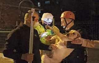 10 gündür aç ve susuz balkonda mahsur kalan köpek...