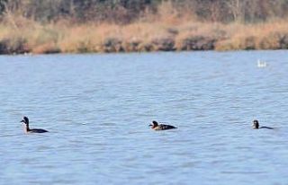 11 yıl sonra Hersek lagününde görüntülendi