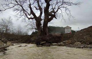 300 yıllık çınar ağacı kurtarıldı