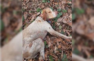 30 metre derinlikten vadiye düşen Boncuk’a kurtarma...