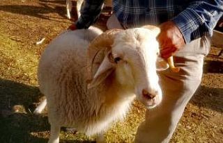 4 boynuzlu ’Mana’ görenleri şaşırtıyor