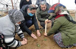 50 bin salep fidesi toprakla buluşturuldu