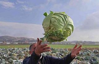 50 kilogramlık lahana üretti, Ukrayna ve Belçika’dan...