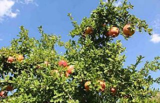 8 ay tazeliğini koruyan Zivzik narından ülke ekonomisine...