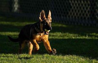 ABD Başkanı Biden’ın yeni köpeği ‘Commander’
