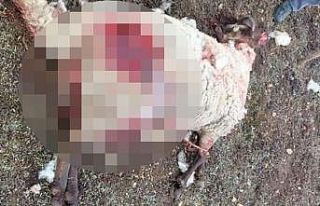 Aç kalan kurt, girdiği merada koyun sürüsüne...