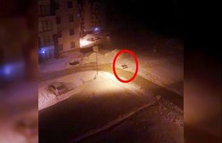 Aç kalan kurt yerleşim alanına indi