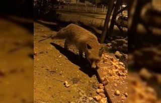 Aç kalan tilki şehir merkezine inerek karnını...