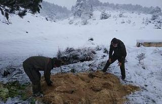 Aç kalan yaban hayvanları için doğaya yem bırakıldı