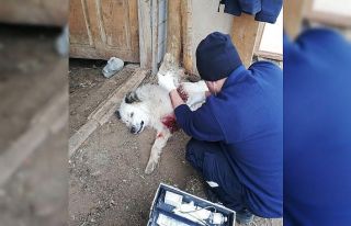 Aç kurtlar çoban köpeğini ağır yaraladı
