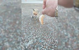 Aç yavru tilki Karayollarına sığındı